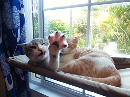 Just Enjoy Yourself Window Mounted Cat Bed