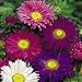 Suttons Aster Lazy Daisy Mix Seeds