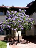 51VEjB24hHL. SL160  Blue Jacaranda Tree 20 Seeds   Tropical