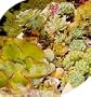 Succulents 35 Seeds - Mixed Varieties