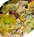 Succulents 35 Seeds - Mixed Varieties