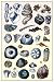 Art Poster, Shells: Annelides and Cirripedes - 18.75 x 27.5