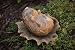 Sleeping Hedgehog Statuary