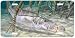 Mangrove Monster - Snook Fish Art Print - License Plate by Randy McGovern from Airstr...