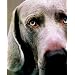 Hunde und Kunst