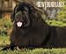 Newfoundlands 2012 Wall Calendar