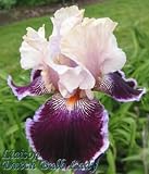 Tall Bearded Iris *Liaison*