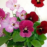 ビオラ：スイーツミックス　イチゴとチョコのムース4号ポット 3株セット