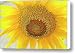 Sun King Canvas Print / Canvas Art - Artist Arthur Bohlmann