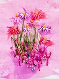 Pink Echinacea