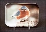 Tray 4in.X6in. Mad Bluebird