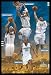 Carmelo Anthony Kenyon Martin Camby Nene Nuggets Art White Wood-Mounted Poster Print - 24
