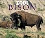 Bison
