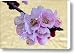 Golder Apricot Flowers Canvas Print / Canvas Art - Artist Marc Garrido