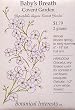 Heirloom Baby's Breath Covent Garden Seeds 450 Seeds