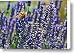 Painted Lady Butterfly on Lavender Flowers Canvas Print / Canvas Art - Artist Paul Topp