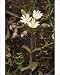 Photographic Prints of Dwarf mouse ear / Curtiss mouse-ear on limestone from Ardea Wildlife Pets