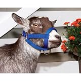 Weaver Leather SMALL NYLON GOAT HALTER,LI ZES