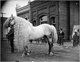 Modern Horsemanship, Three Schools of Riding, An Original Method of Teaching the Art (1889)