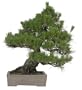 Brussel's Black Pine Specimen Tree