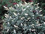 White Ball Butterfly Bush - Buddleia - Silver Foliage - B000OK00XS