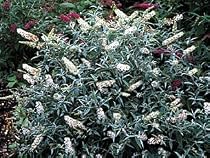 White Ball Butterfly Bush Buddleia