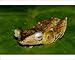 Photographic Prints of ANZ-1075 File-eared Tree Frog - hides among giant leaves of a ginger plant in from Ardea Wildlife Pets
