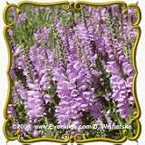 Obedient Plant (Physostegia virginiana) Jumbo Wildflower Seed Packet - 400 Seeds