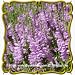 Obedient Plant (Physostegia virginiana) Jumbo Wildflower Seed Packet - 400 Seeds