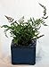 Square Self Watering Ceramic Pot with Felt Feet - Blue - 4 3/8