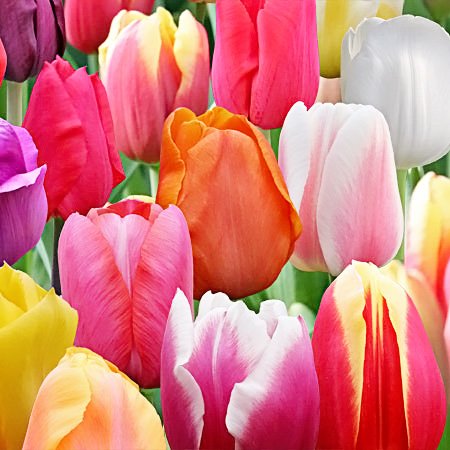 100 Landscape Mixture Tulip Bulbs - Tulipa Triumph