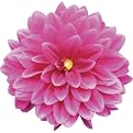Zinnias Self-Adhesive Wall Appliqué Set