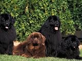 Domestic Dogs, Four Newfoundland Dogs Resting on Grass Animals Photographic Poster Print by Adriano Bacchella, 12x9