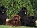 Domestic Dogs, Four Newfoundland Dogs Resting on Grass Animals Photographic Poster Print by Adriano Bacchella, 12x9