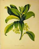 SPURGE LAUREL GREEN PLANT c1880 COLOUR BOTANICAL PRINT