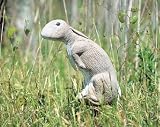 Feather Flex Predator Rabbit Hunting Supply Decoy