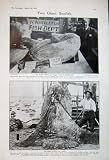 1905 Giant Sunfish British Isles Man California America
