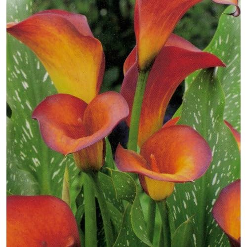 1 SUMMER SUNSET CALLA LILY RHIZOMES Plant Bulb Collections Patio, Lawn & Garden