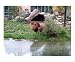 The lion is watching #1 Motivational Photographic Poster Print by Bel Phos, 10x8