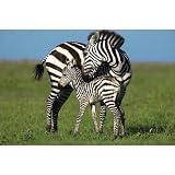 (24x36) Zebra and Foal (On Plains) Art Poster Print