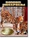 Bengals Illustrated, The Great Design, Bengal Cats