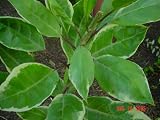 Golden Chalice Variegated