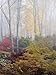 Japanese Maple Trees in the Fog Collections Photographic Poster Print by Darlyne A. Murawski, 12x16