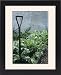 Framed Prints of Organic vegetable garden from Science Photo Library