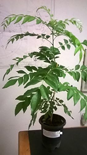 Curry Leaf Plant ~5"
