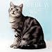 american_shorthair5american shorthair - American Shorthair Cats 2006 Calendar
