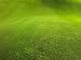 Regular Grass on a Golf Course Artists Photographic Poster Print, 18x24