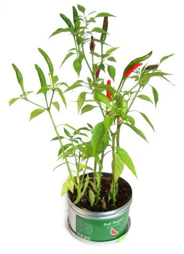 唐辛子の栽培セット！リトルガーデン（Little Garden）　・プロ　トウガラシ