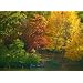 Seesternbaum Amberbaum Farbwunder frosthart