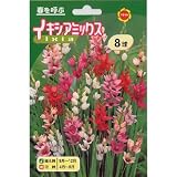 秋植え球根 イキシア 混合 (234901)